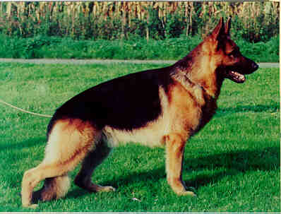 Dog-German Shepherd-vimo.jpg