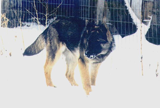 Dog-German Shepherd-yessi2~1.jpg