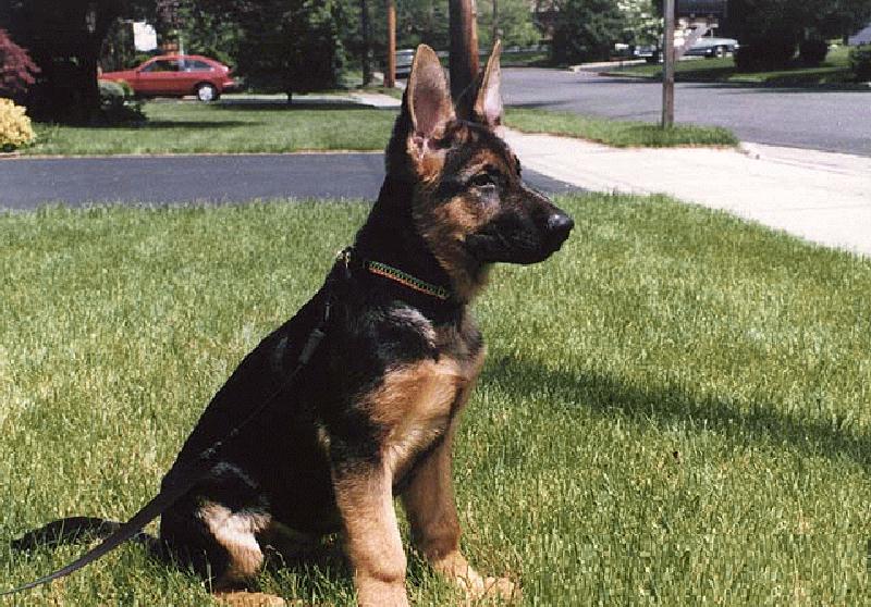 German Shepherd Dog 2.JPG