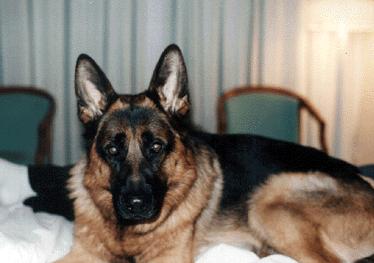German Shepherd Dog-Ville-On Bed.jpg