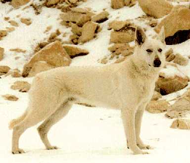 Rex-the White German Shepherd Dog-on snow.jpg