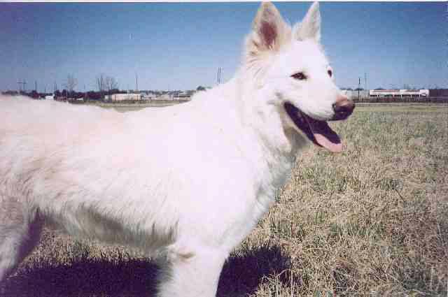 White German Shepherd-My Dog-closeup.jpg