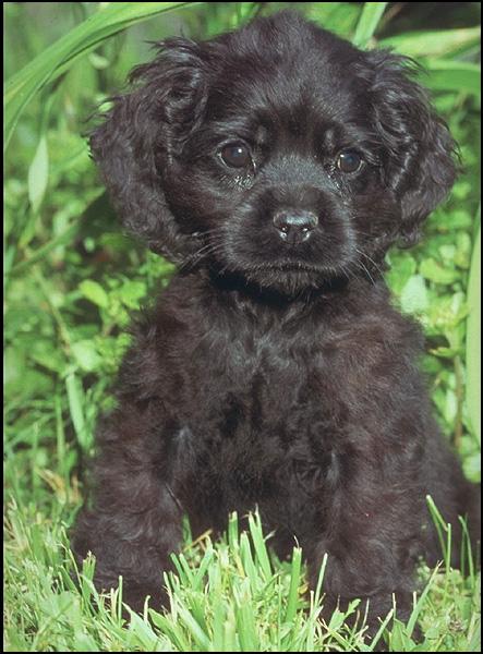Black Chocolate Cocker Spaniel Dog Puppy 247036.jpg