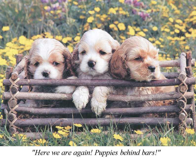 Cocker Spaniel-Puppies behind bars.jpg
