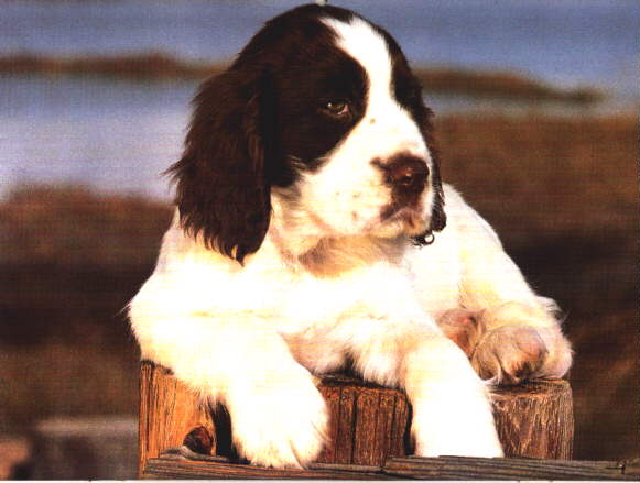 Dog-Cocker Spaniel Puppy-sitting on log.jpg