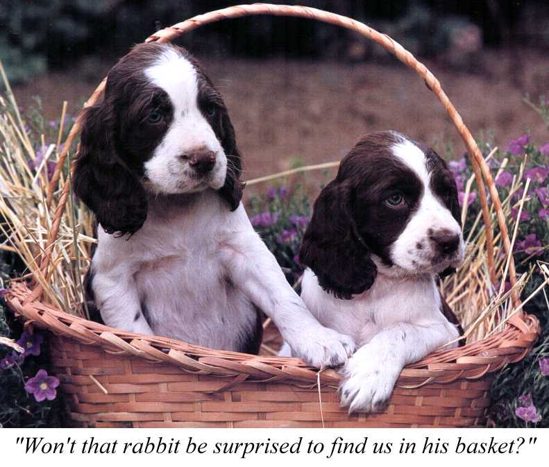 Dogs in a basket-Cocker Spaniel-2 puppies.jpg
