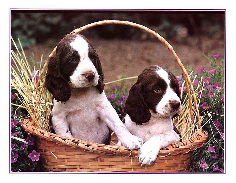 KsW-Nov99-Pups-sm-Cocker Spaniel Dog puppies-in basket.jpg