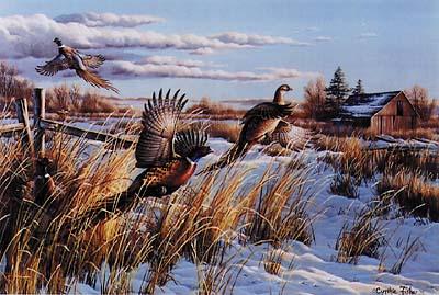 bustout-Ring-necked Pheasants.jpg
