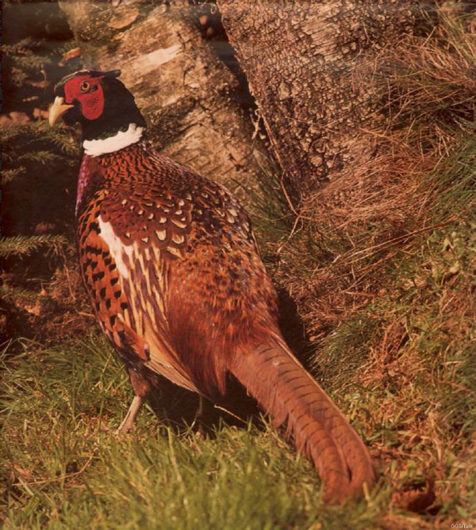 cal1985-pheasant-fasan.jpg