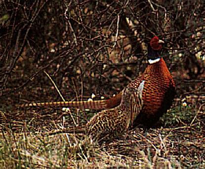 Fasanpar-Ring-necked Pheasant-in bush.jpg