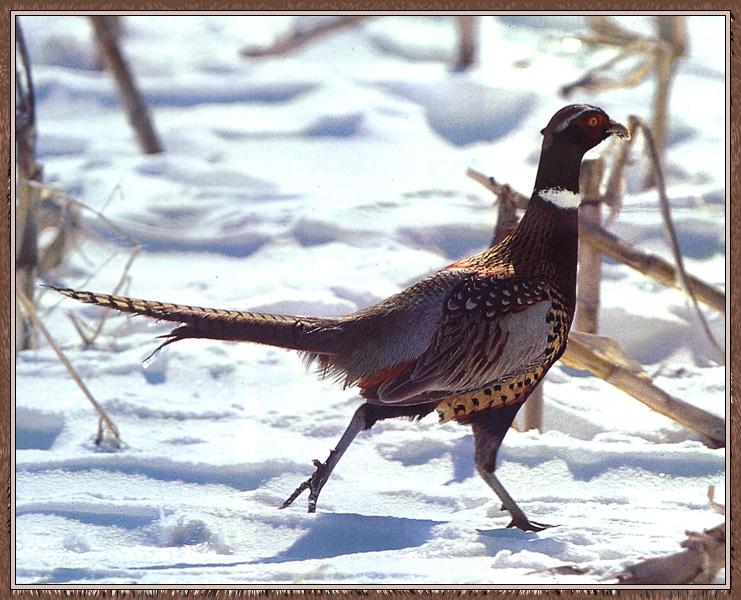 Ring-necked Pheasant 03.jpg
