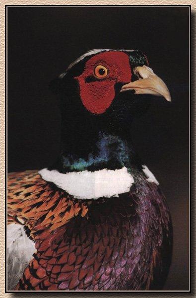 Ring-necked Pheasant 05.jpg