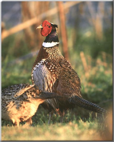 Ring-necked Pheasant 16-Pair on grassland.JPG