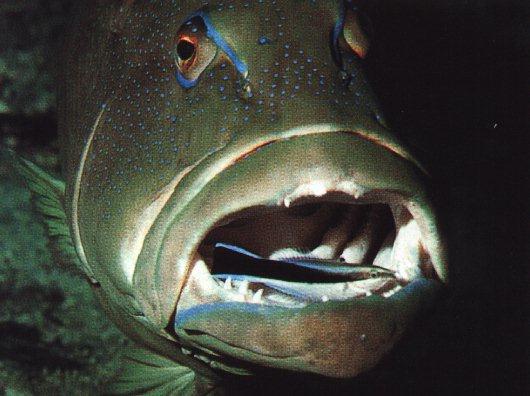 anim11-Cleaner Wrasse-in mouth of a Bass.jpg