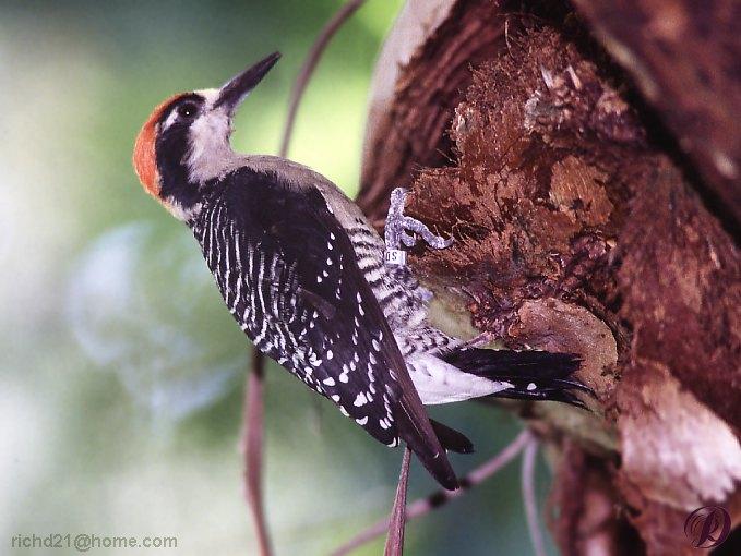 FWdpeck-Woodpecker.jpg