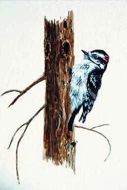 Bird Painting-Downy Woodpecker 1-pecking trunk.jpg