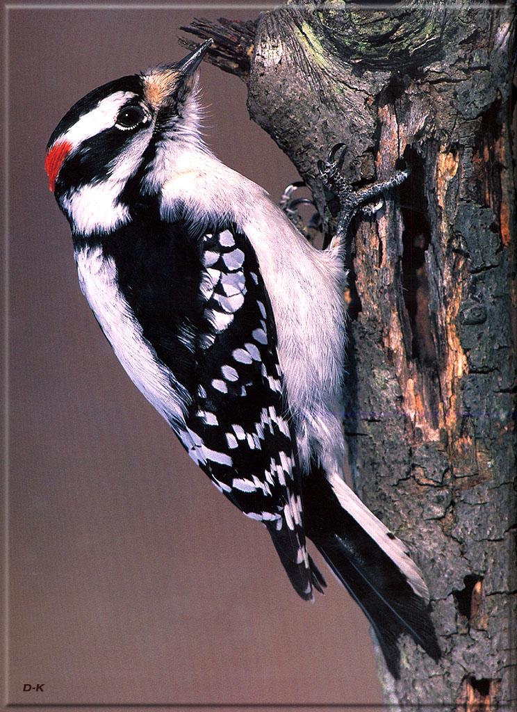 dk 091 Downy Woodpecker.jpg