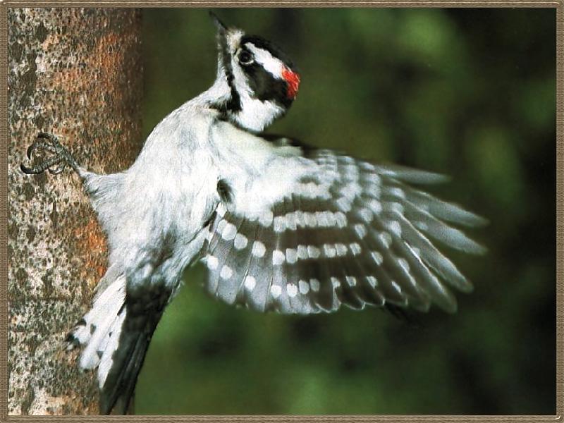 Downy Woodpecker 02.jpg