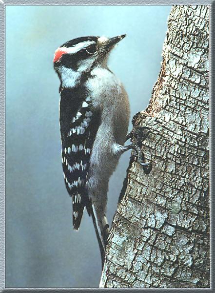 Downy Woodpecker 03.jpg