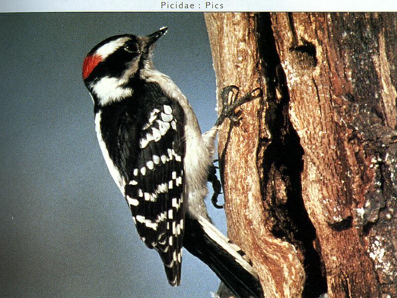 Ds-Oiseau 004-Downy Woodpecker-on trunk.jpg