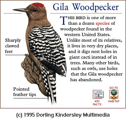 DKMMNature-Gila Woodpecker.gif