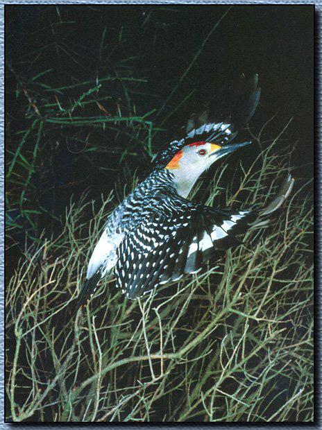 Golden-fronted Woodpecker 01.jpg