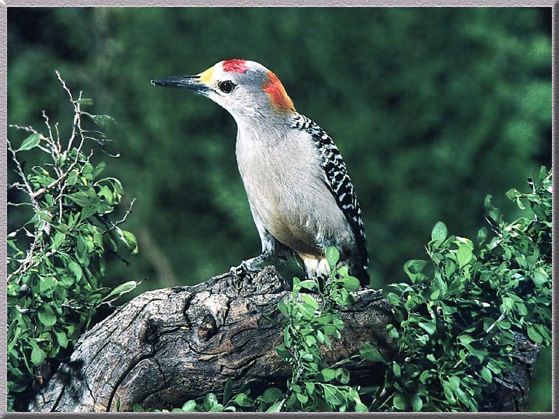 Golden-fronted Woodpecker 02.jpg
