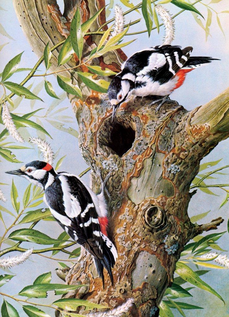 Basil Ede British Birds-Great Spotted Woodpecker NC.jpg