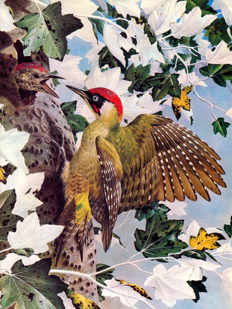 Basil Ede British Birds-Green Woodpecker NC.jpg