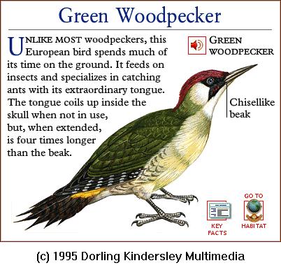 DKMMNature-Green Woodpecker.gif