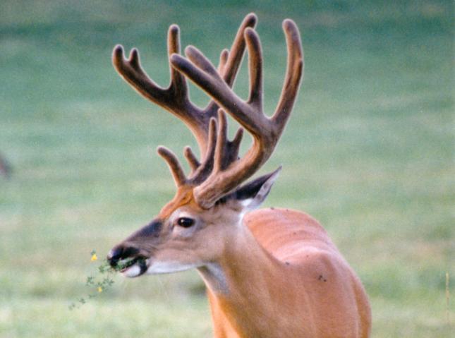 15eat-White-tailed Deer-Eating grass.jpg