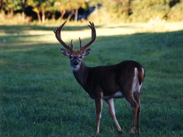 15velvet2-White-tailed Deer-Looks back.jpg