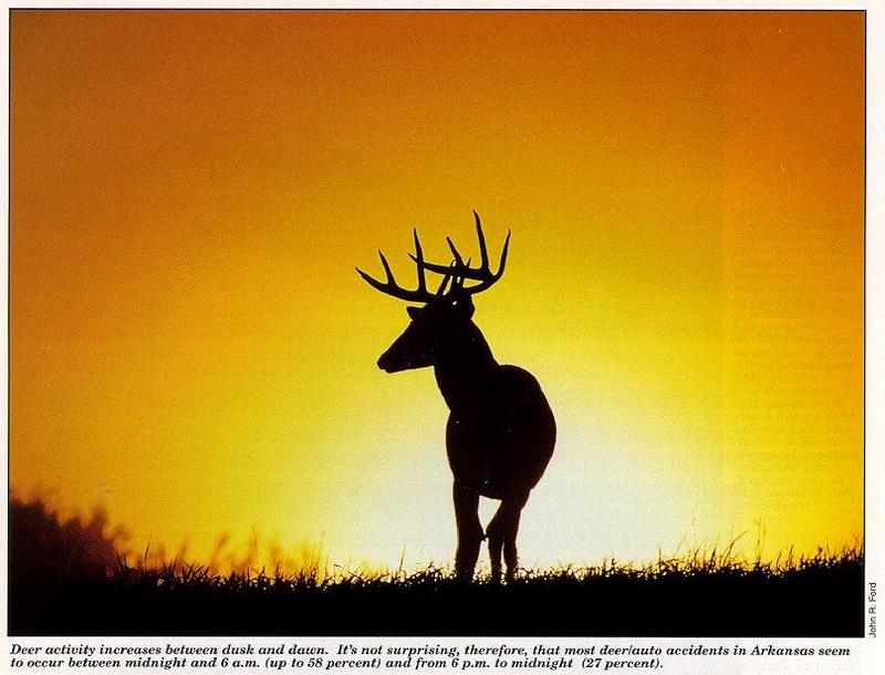 arwl303-Whitetail deer silhouette.jpg