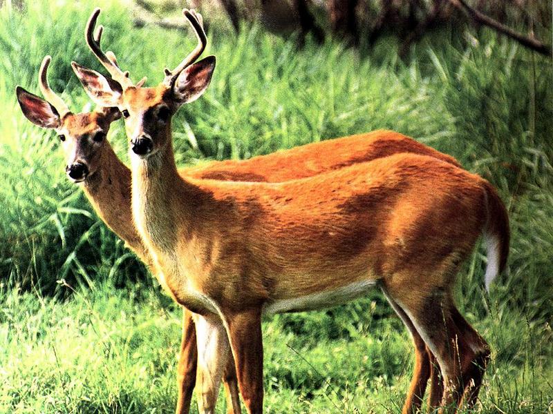 Ds-Animal 009 - Cerfs-Whtetail Deers-standing on grass.jpg
