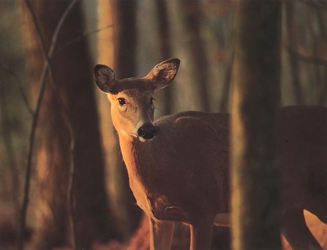 Michdeer-Michigan Whitetail Deer-closeup.jpg
