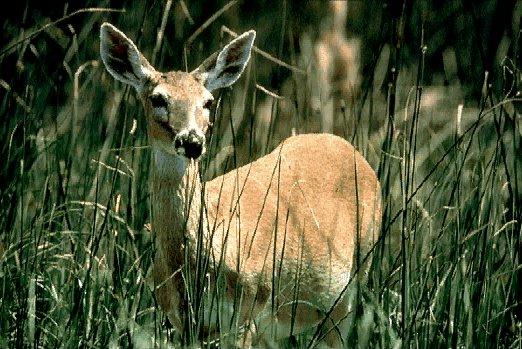 NGS-White-tailed Deer-In Grass.jpg