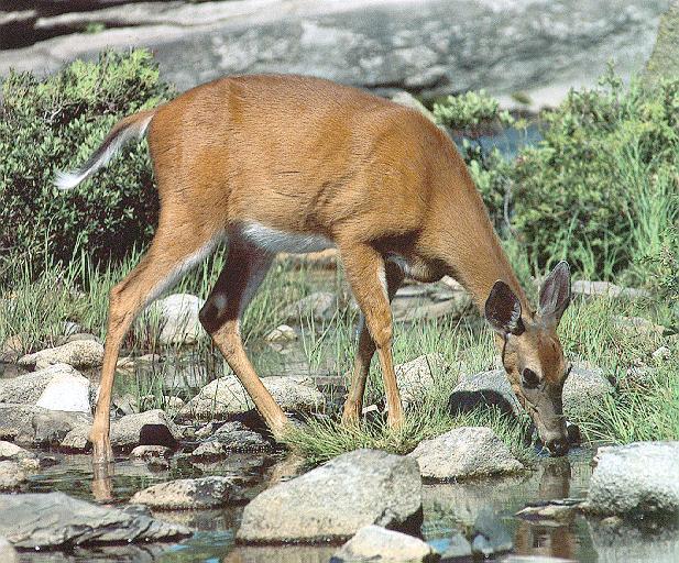 Whitetail Deer 8b female drinking water.jpg