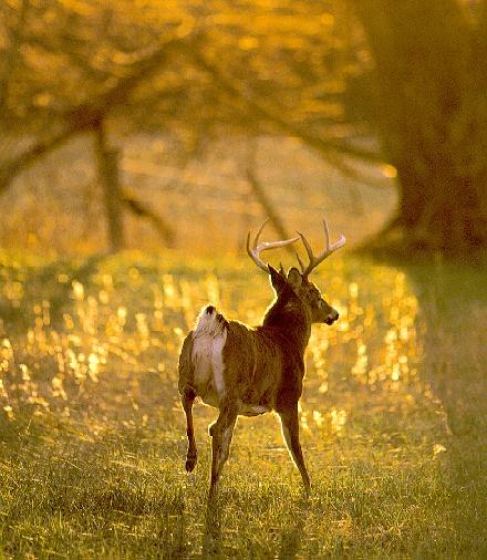 Whitetail Deer 9 runs in twilight.jpg