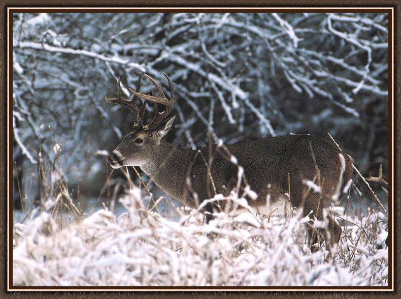 whitetail deer 06.jpg