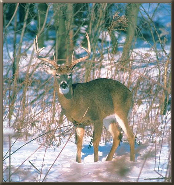 whitetail deer 09.jpg