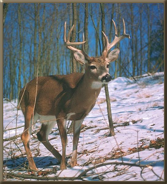 whitetail deer 13.jpg
