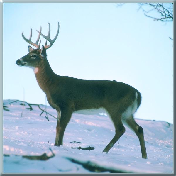whitetail deer 16.jpg