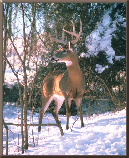 whitetail deer 21.jpg