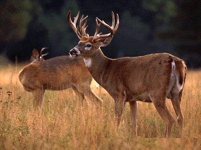 Whitetail Deer 2-In Bush.jpg