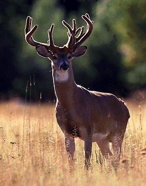 Whitetail Deer 3-In Bush.jpg