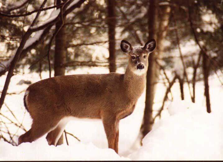 Whitetail Deer02.jpg