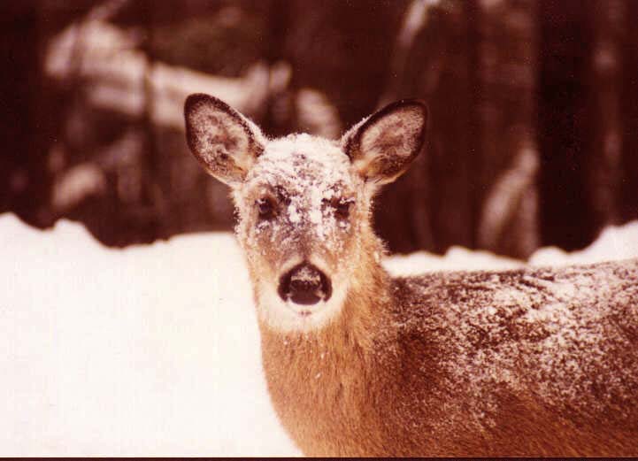 Whitetail Deer03.jpg