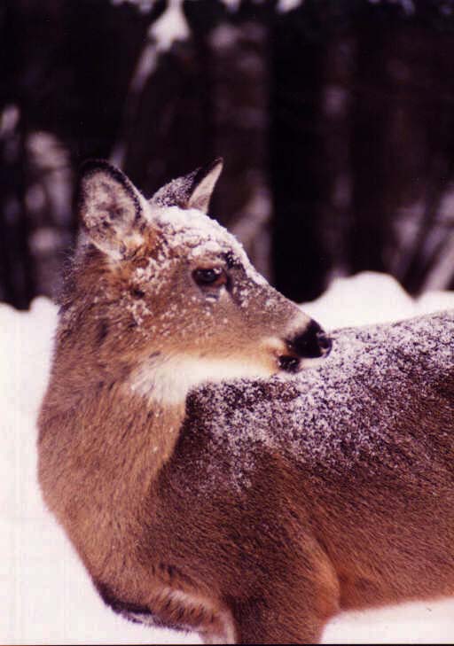 Whitetail Deer04.jpg