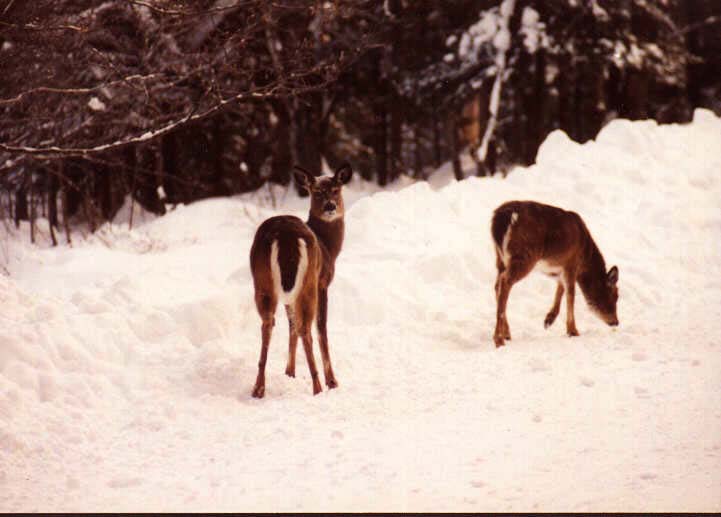Whitetail Deer05.jpg
