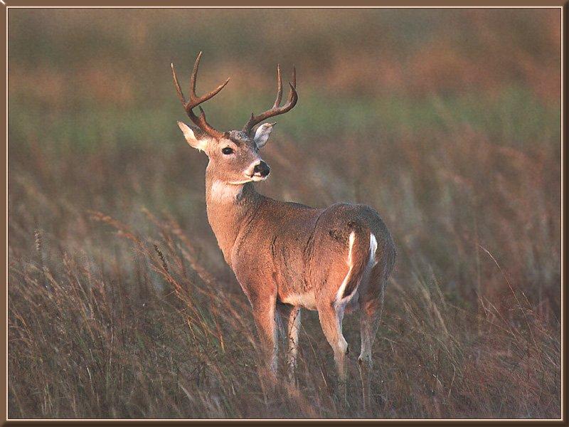 Whitetail Deer 00-Looks Back.jpg